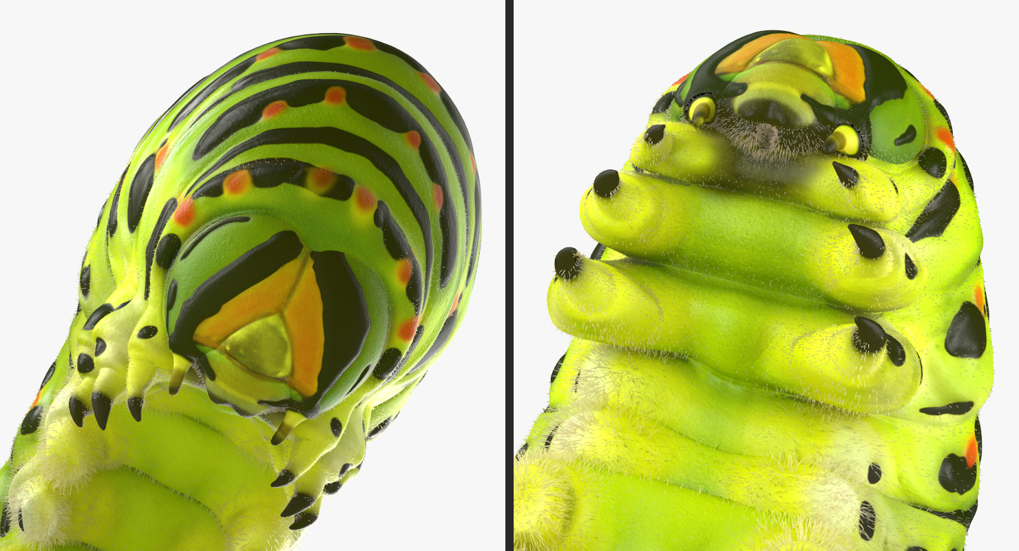 Caterpillar Pose 3 with Fur 3D