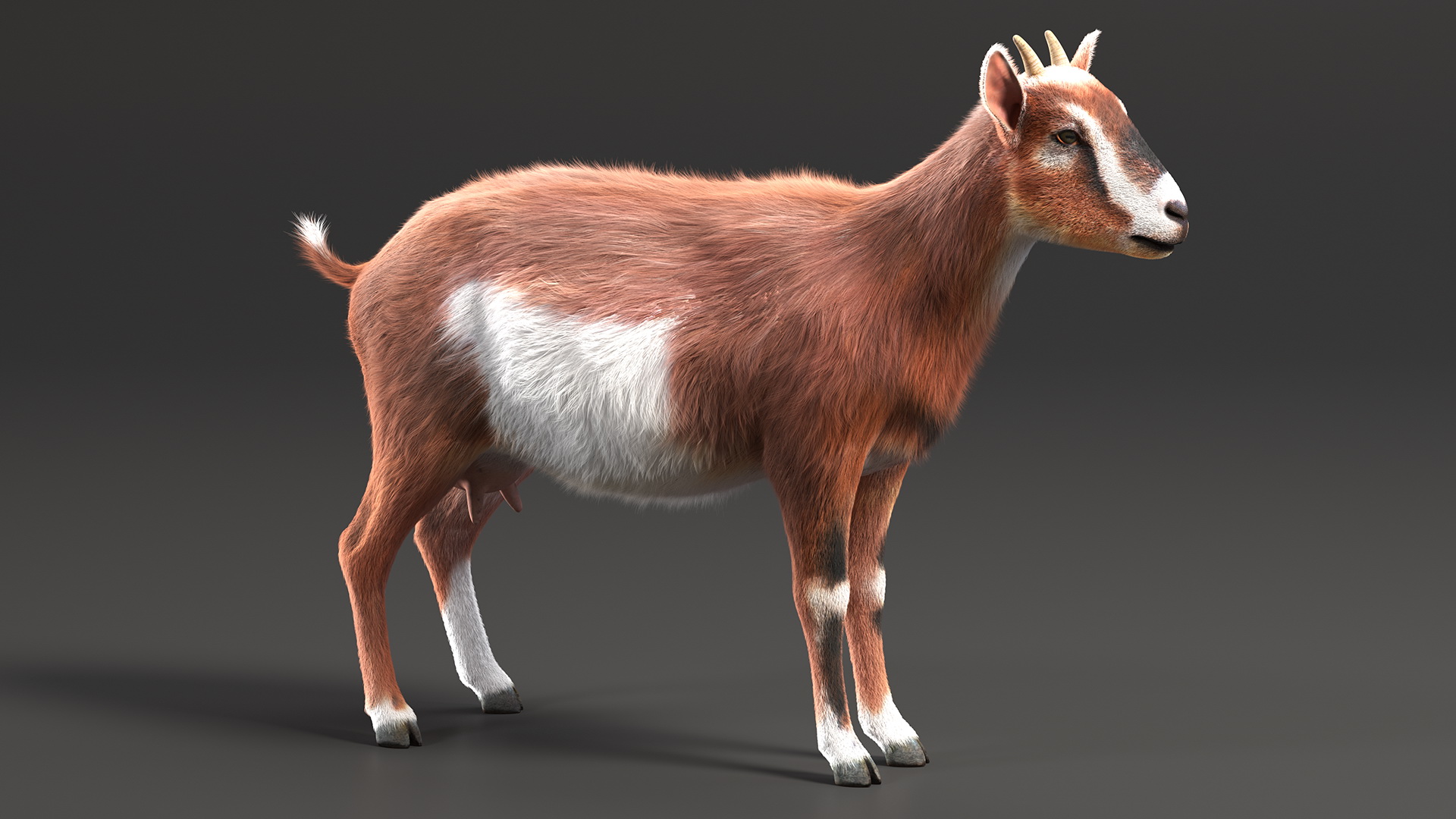Dairy Goat Brown Rigged Fur 3D