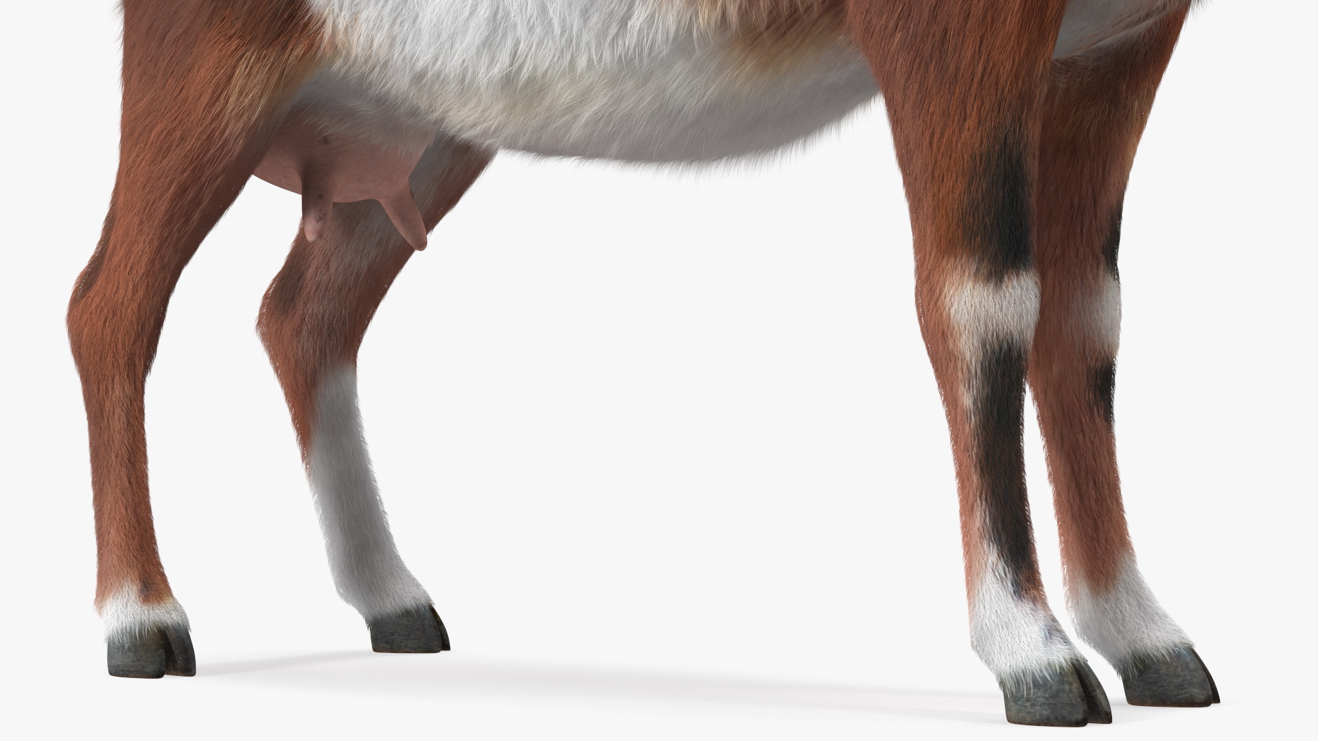Dairy Goat Brown Rigged Fur 3D