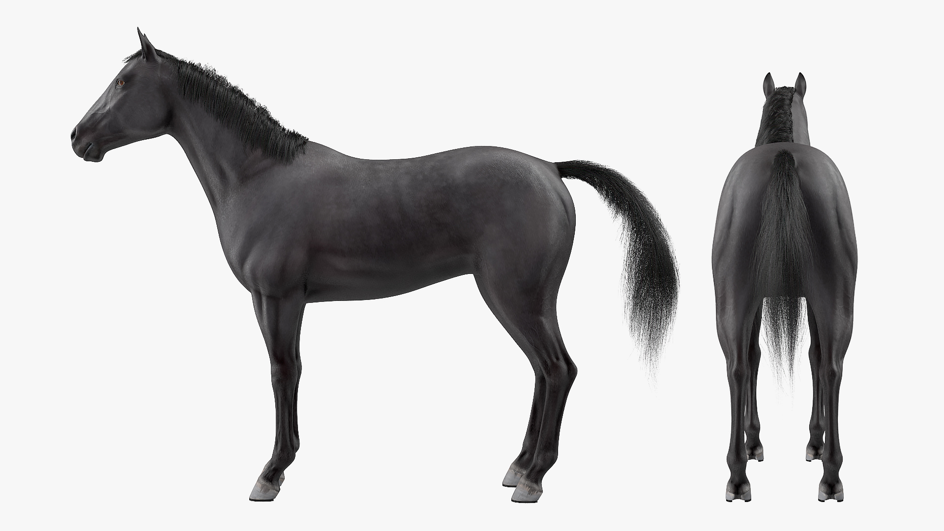 Black Horse Fur Rigged 3D