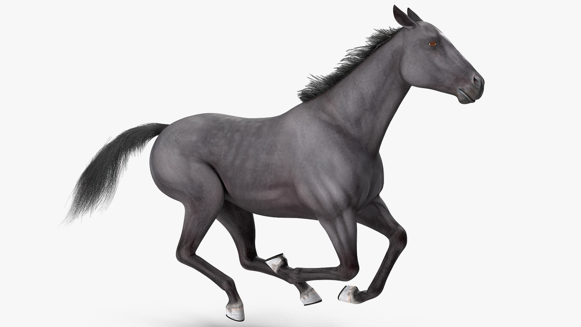 Black Horse Fur Rigged 3D