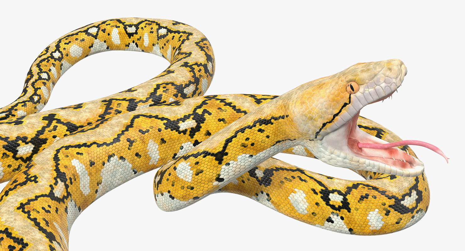 3D Yellow Python Snake Attack Pose