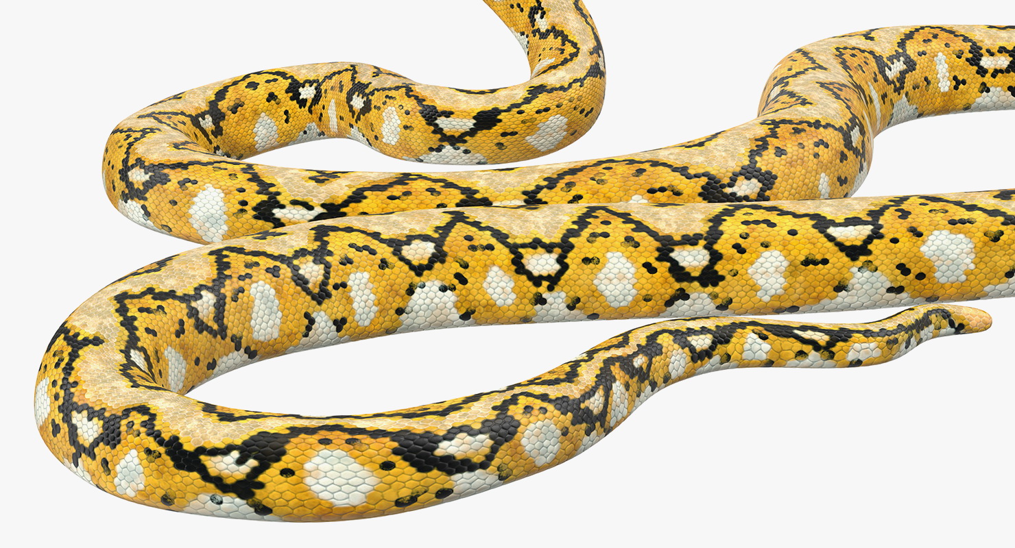 3D Yellow Python Snake Attack Pose
