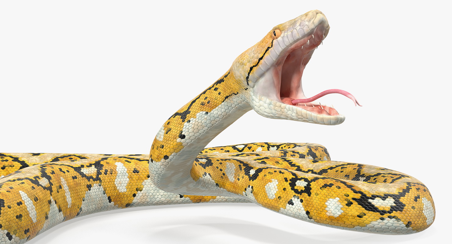 3D Yellow Python Snake Attack Pose