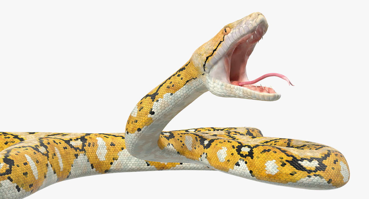 3D Yellow Python Snake Attack Pose