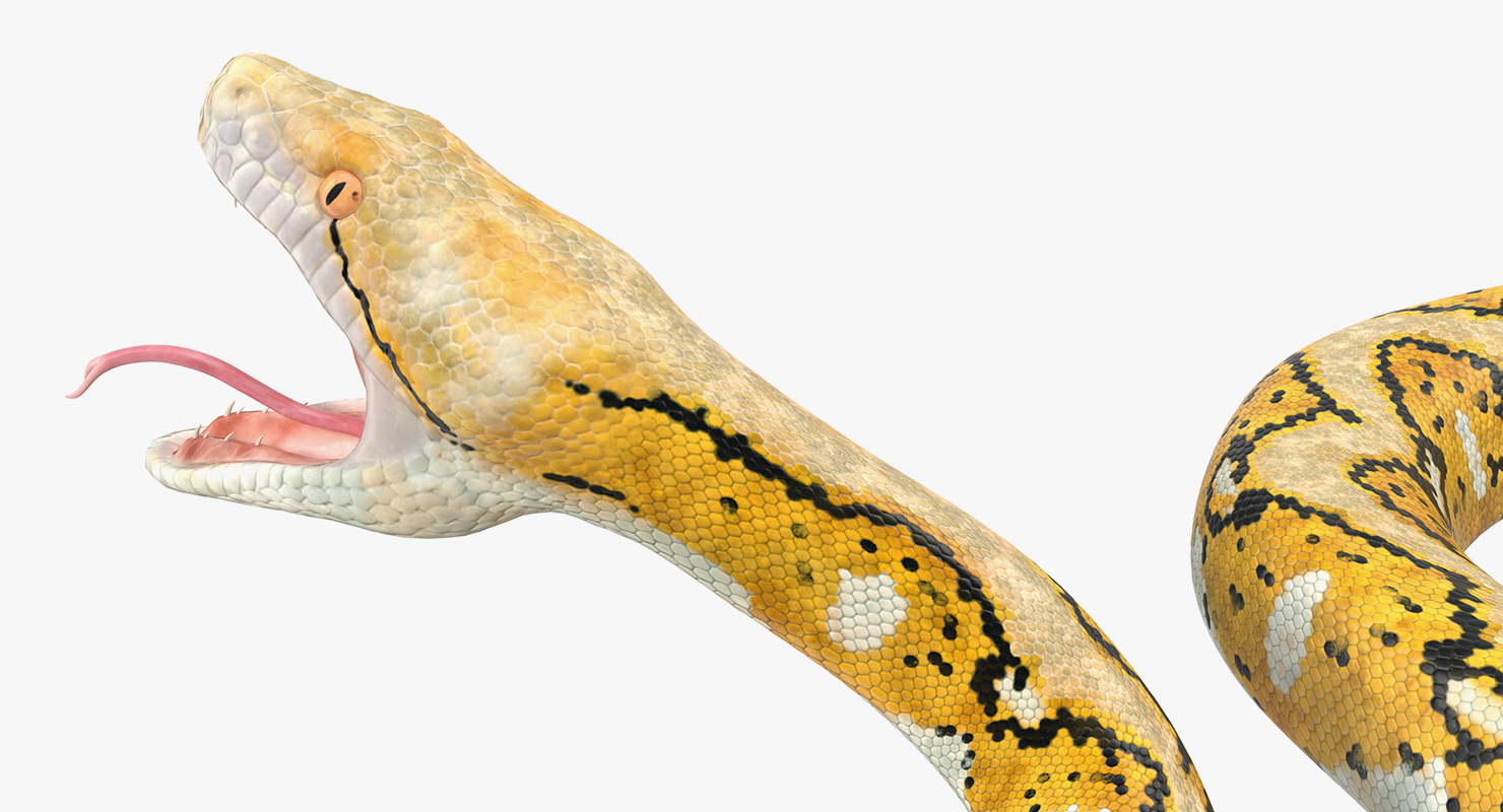 3D Yellow Python Snake Attack Pose