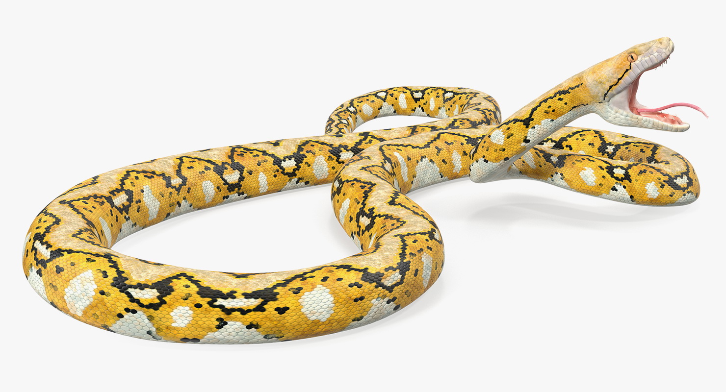 3D Yellow Python Snake Attack Pose