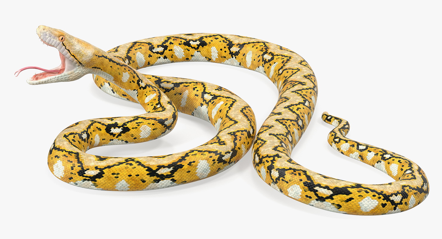 3D Yellow Python Snake Attack Pose