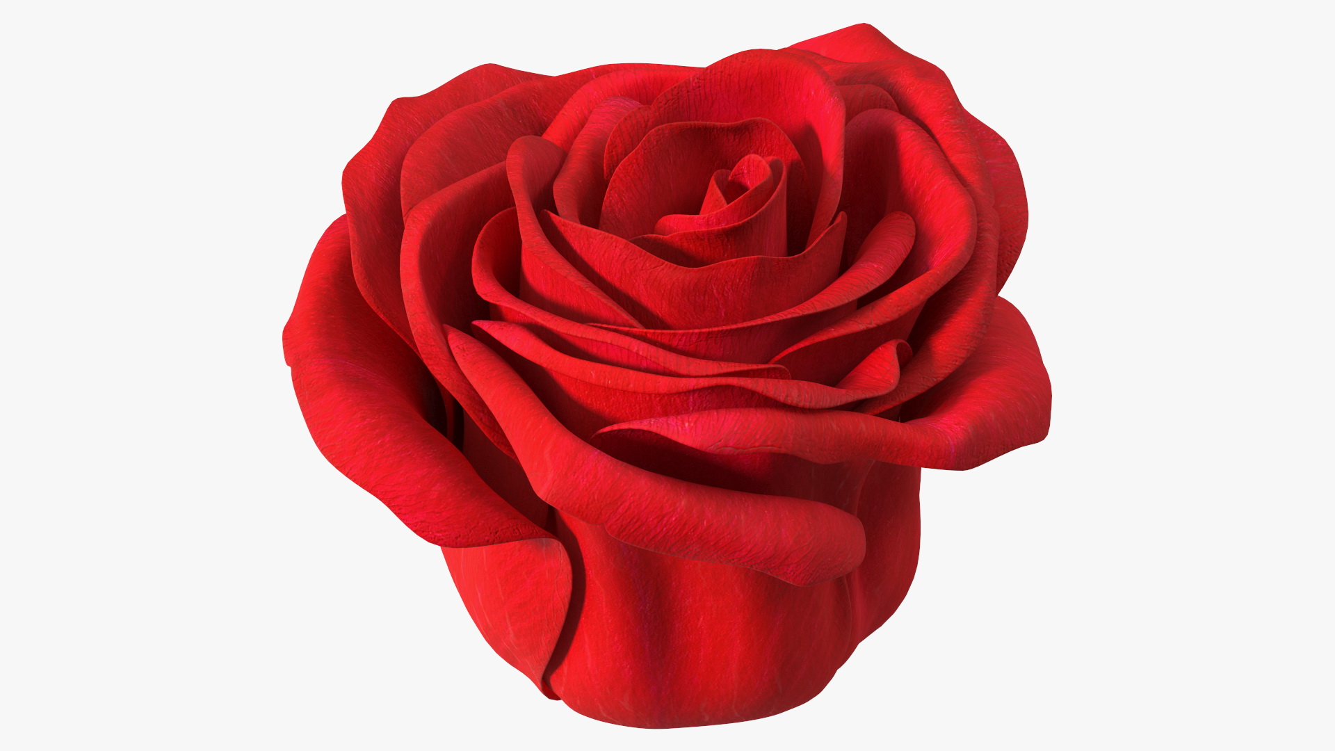 Rose Bud Red 3D
