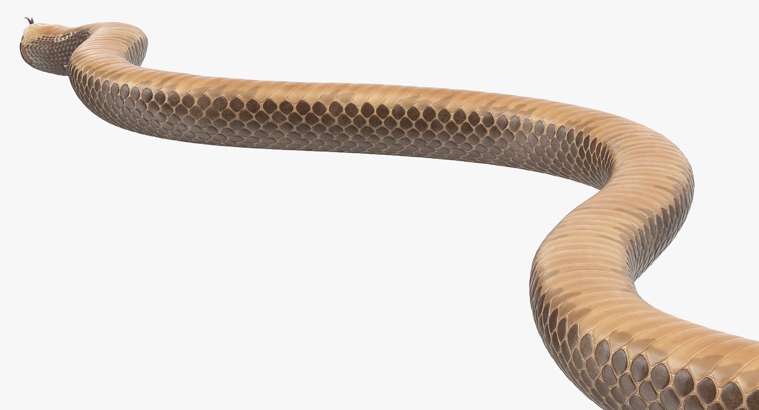 3D Beige Cobra Snake Crawling