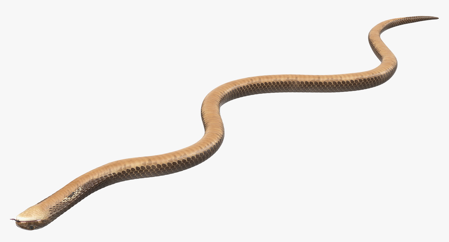 3D Beige Cobra Snake Crawling