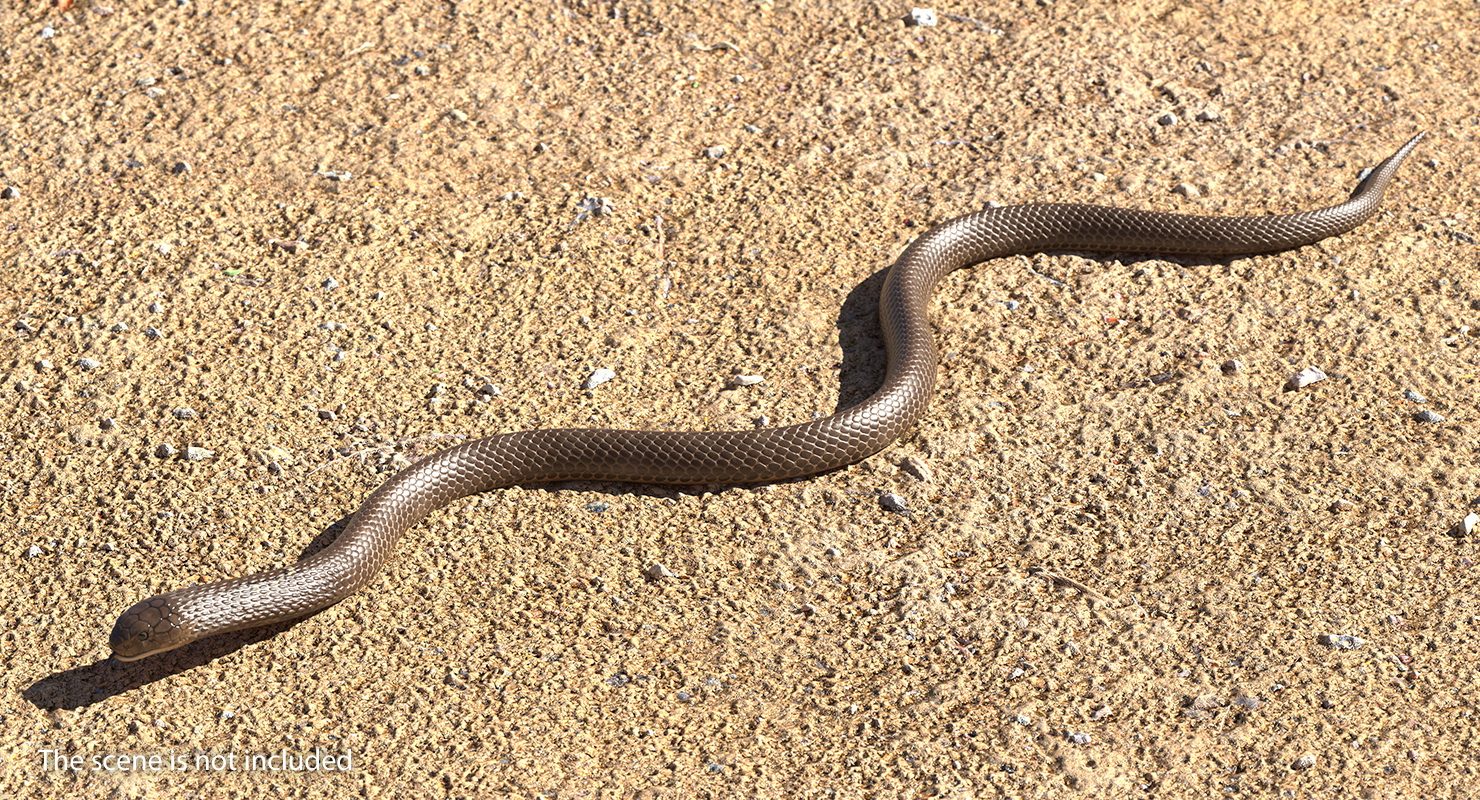 3D Beige Cobra Snake Crawling