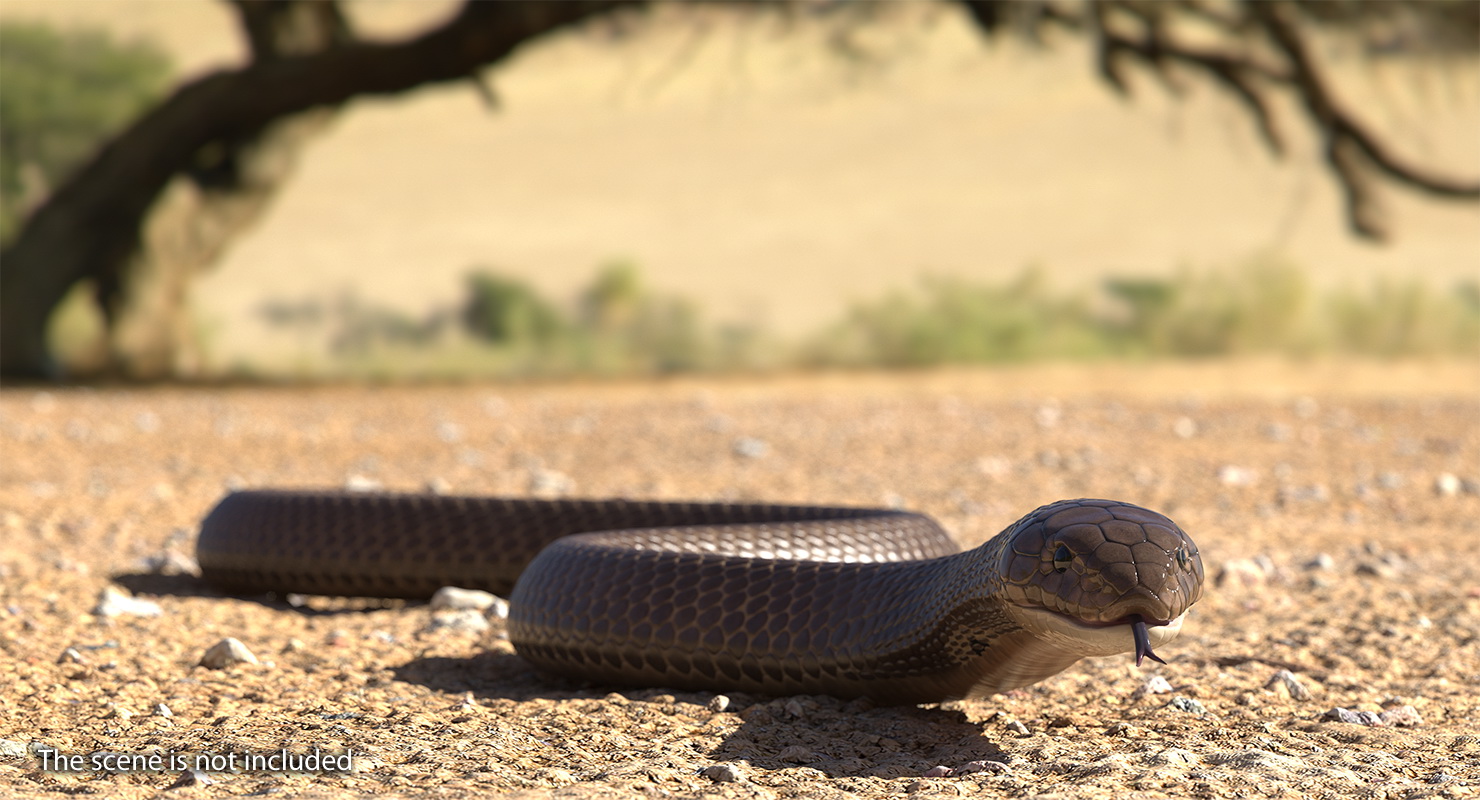 3D Beige Cobra Snake Crawling