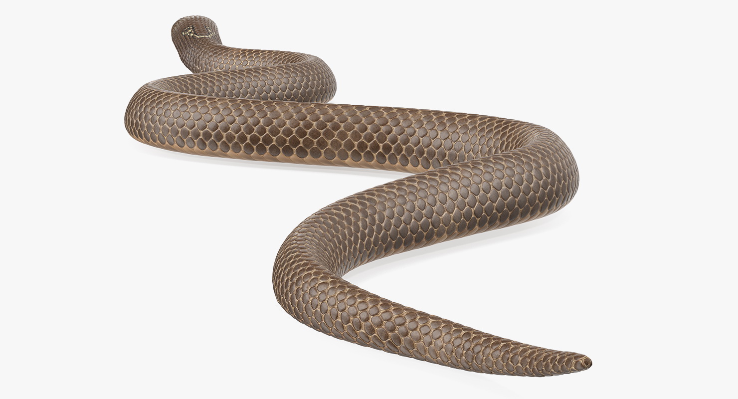 3D Beige Cobra Snake Crawling