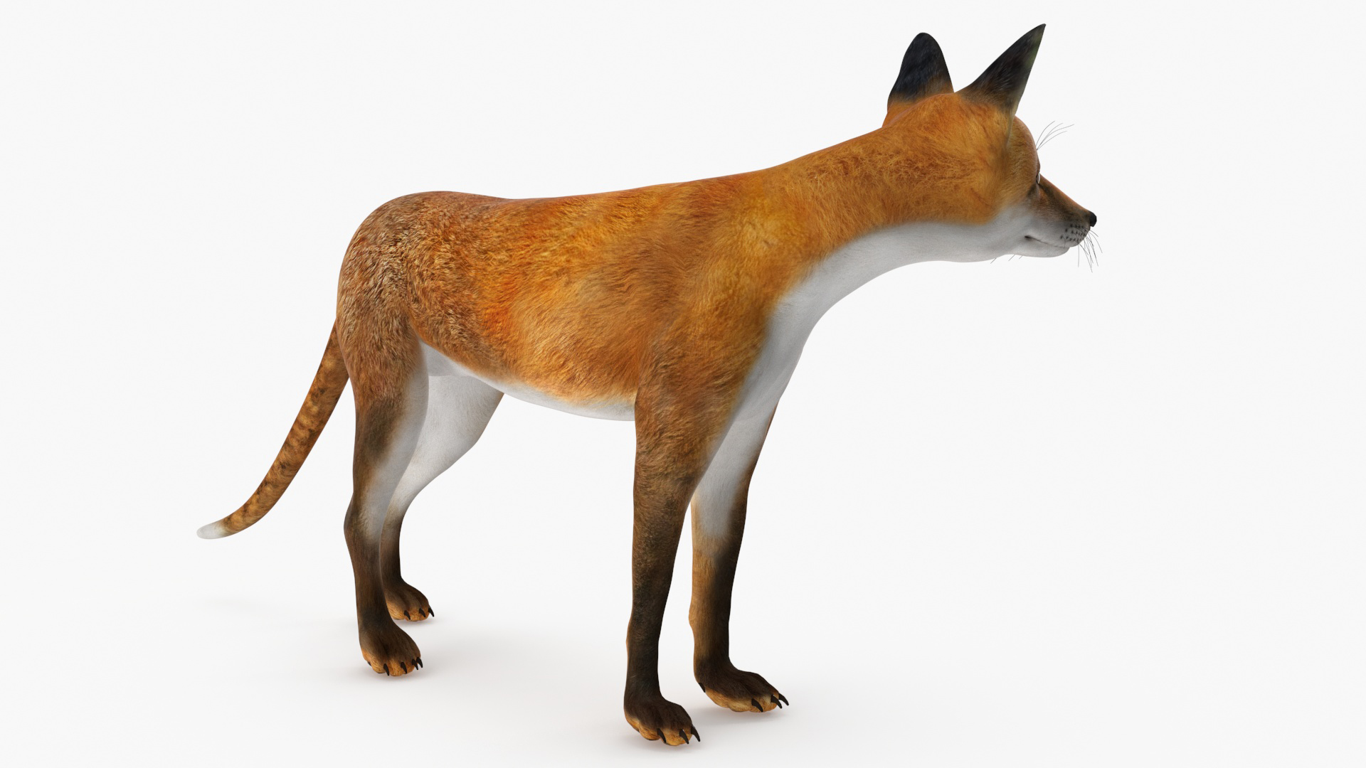 Red Fox Idle Pose 3D