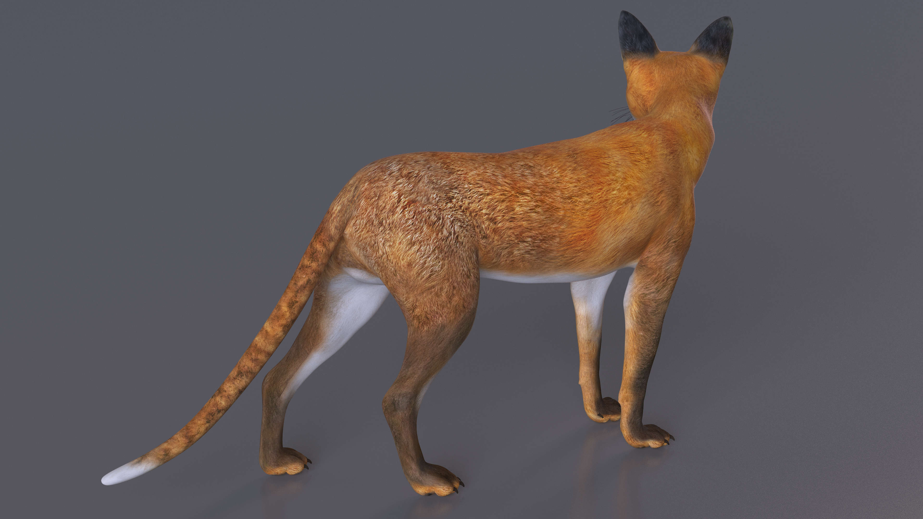 Red Fox Idle Pose 3D
