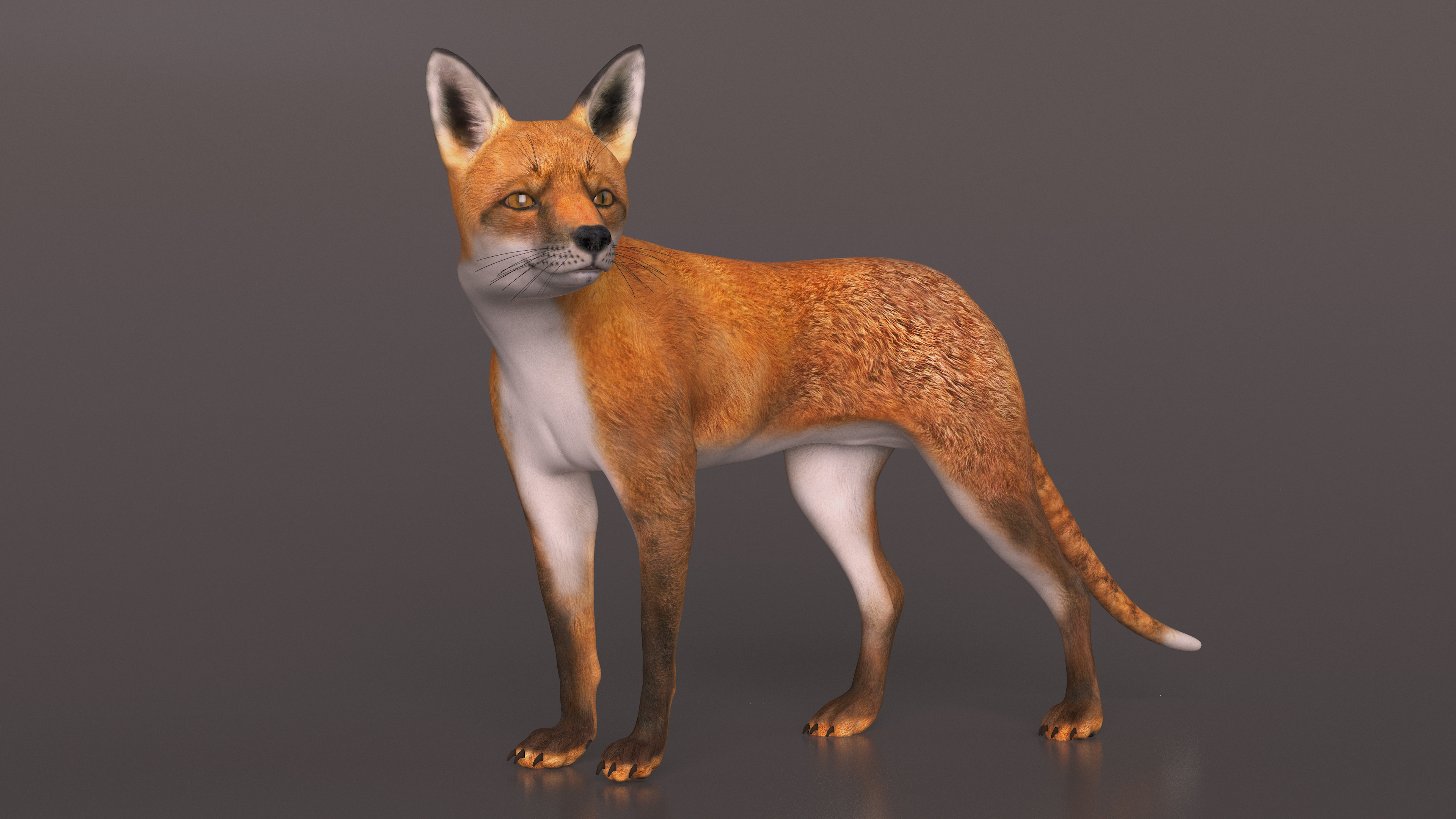 Red Fox Idle Pose 3D