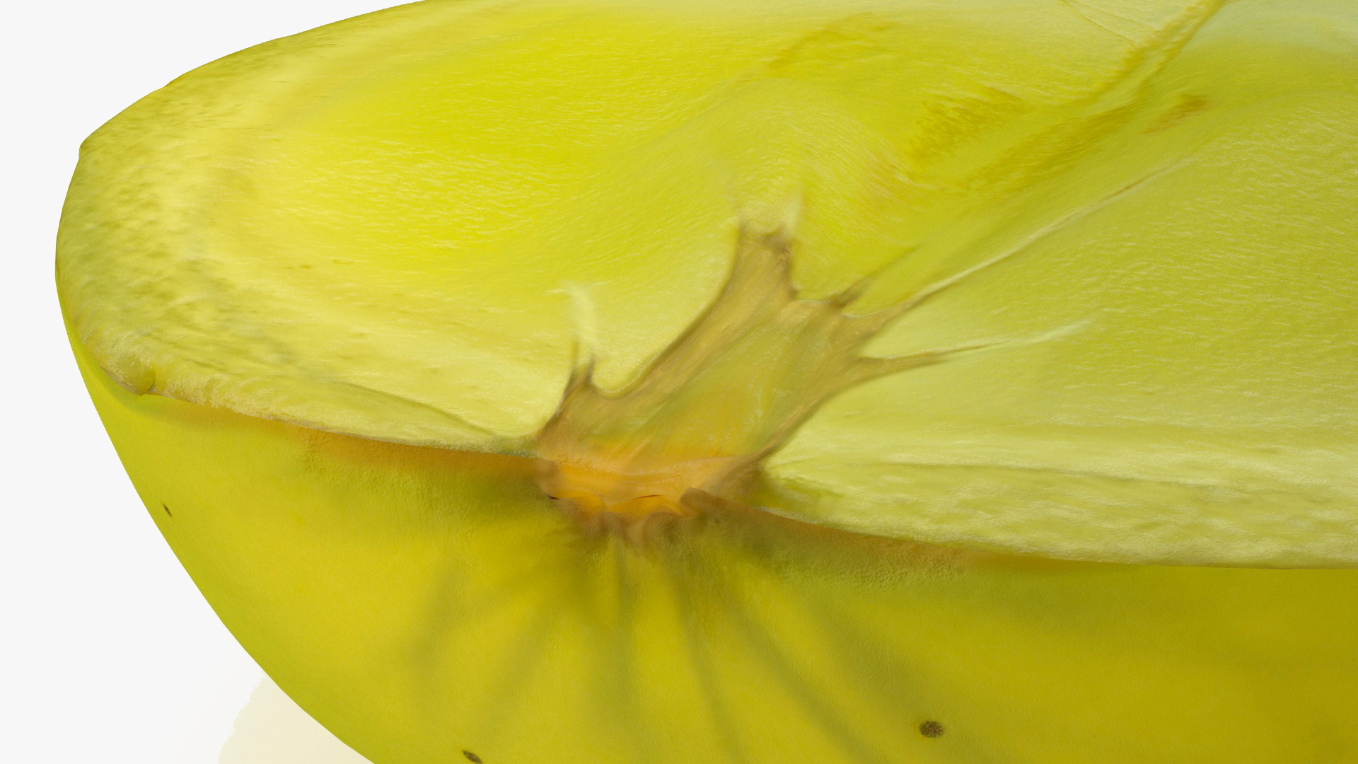 Green Grape Cut Across 3D