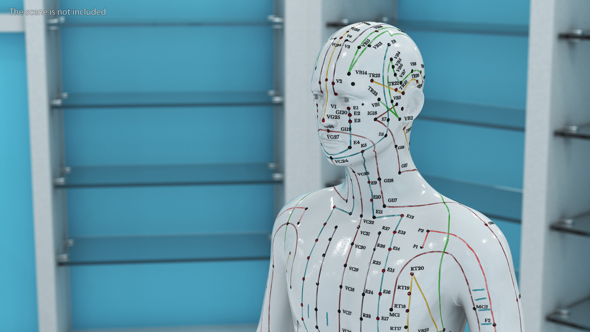 3D Male Acupuncture Mannequin