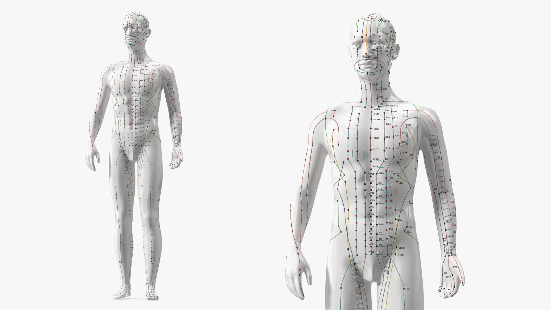 3D Male Acupuncture Mannequin
