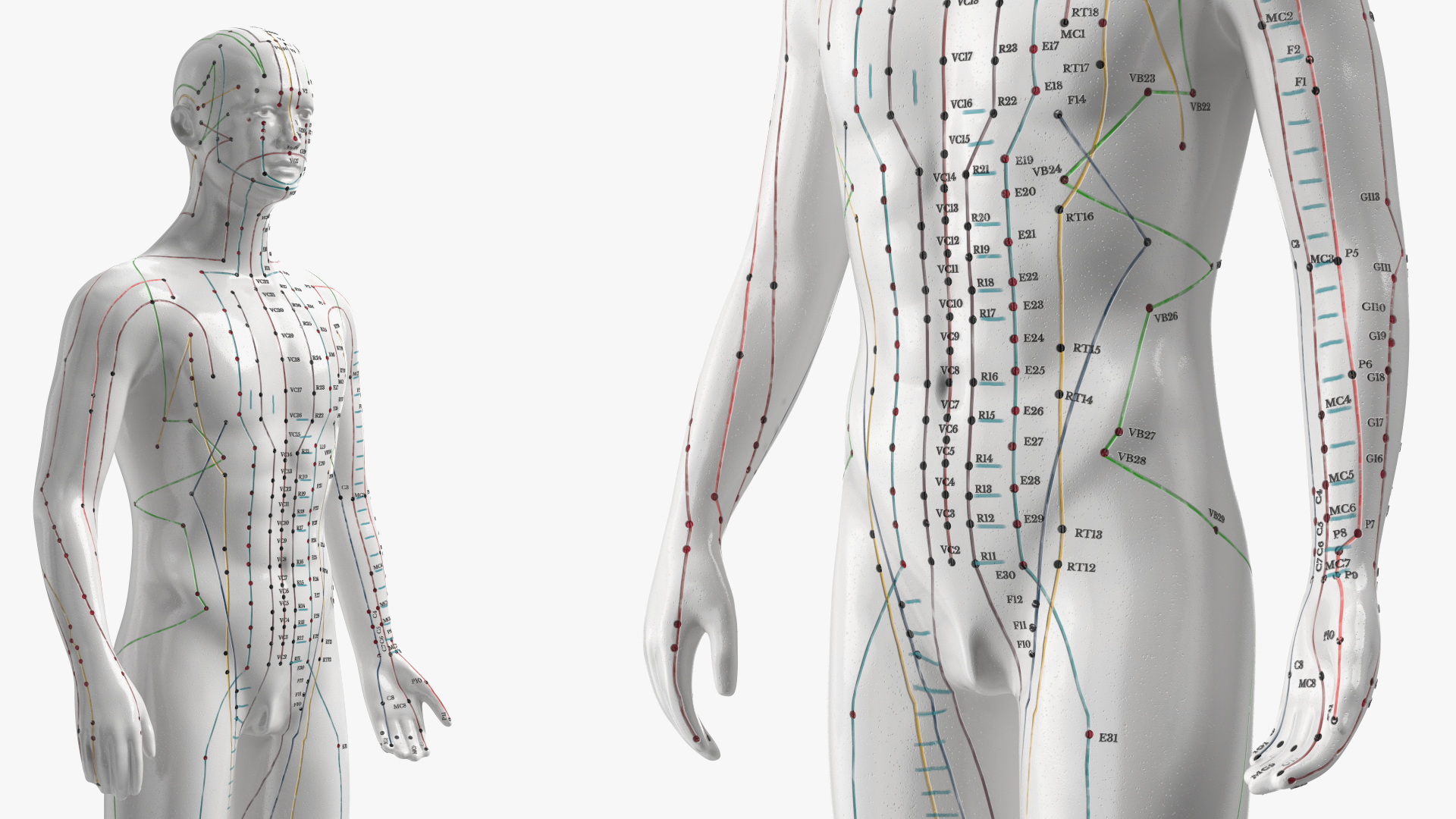 3D Male Acupuncture Mannequin