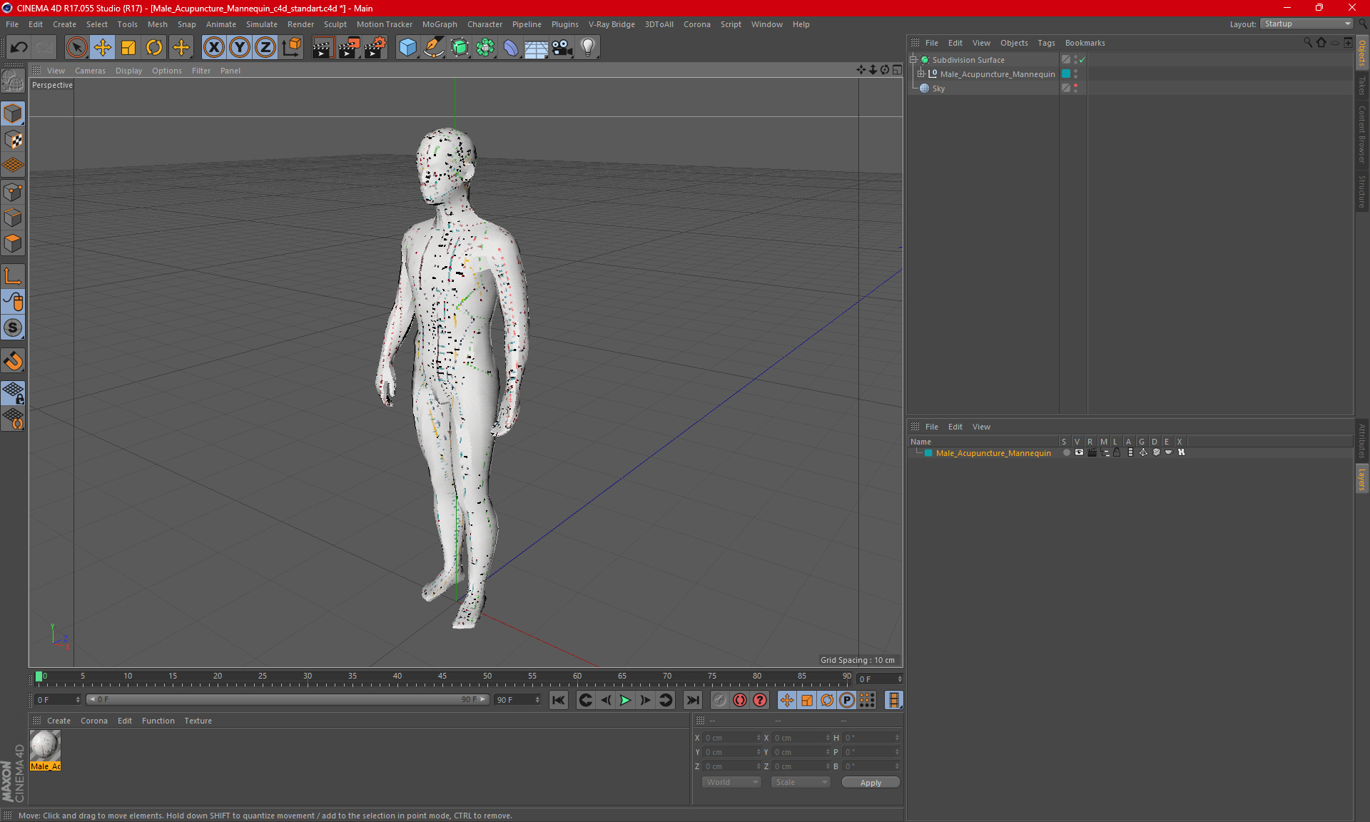 3D Male Acupuncture Mannequin