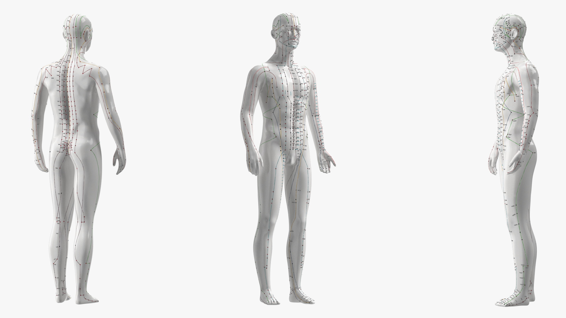 3D Male Acupuncture Mannequin