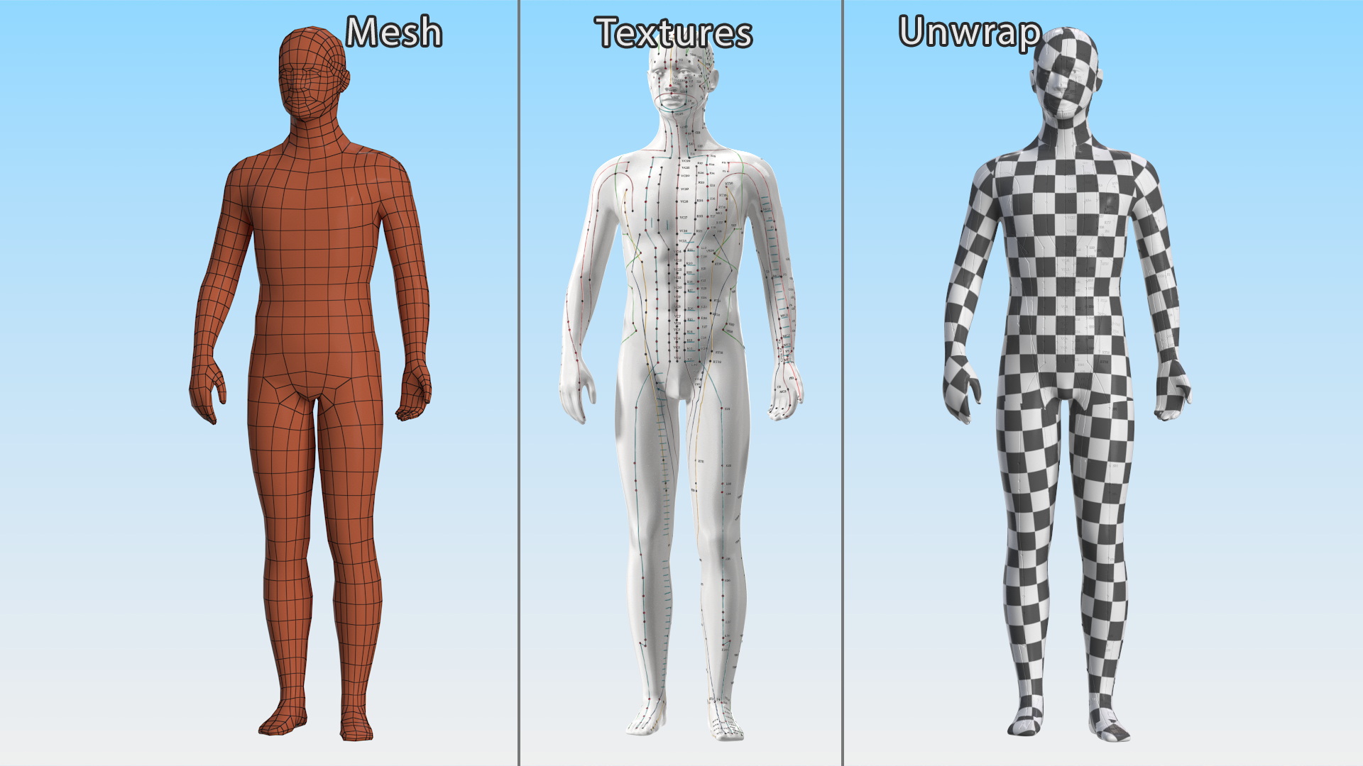3D Male Acupuncture Mannequin