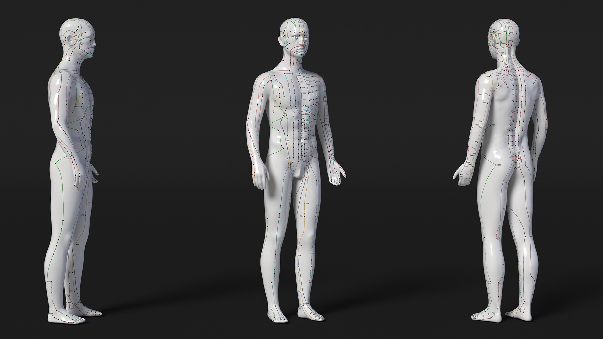 3D Male Acupuncture Mannequin