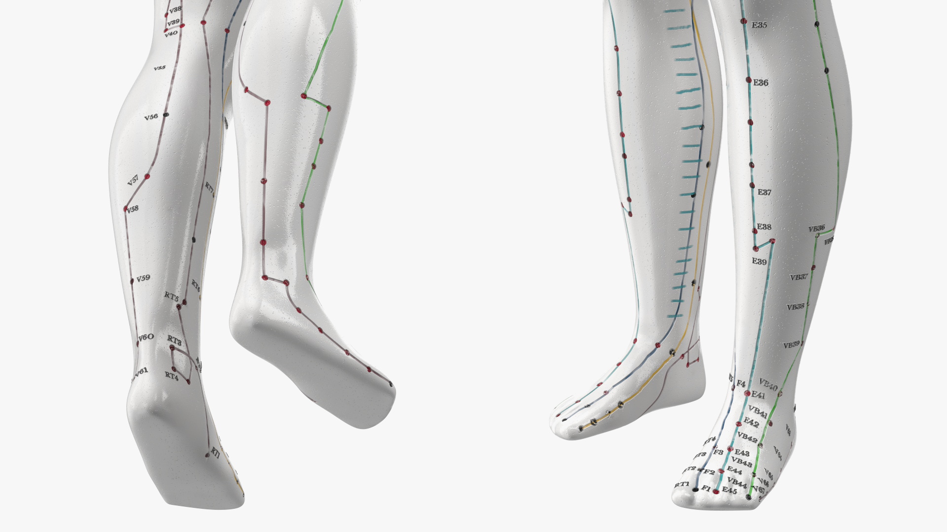 3D Male Acupuncture Mannequin