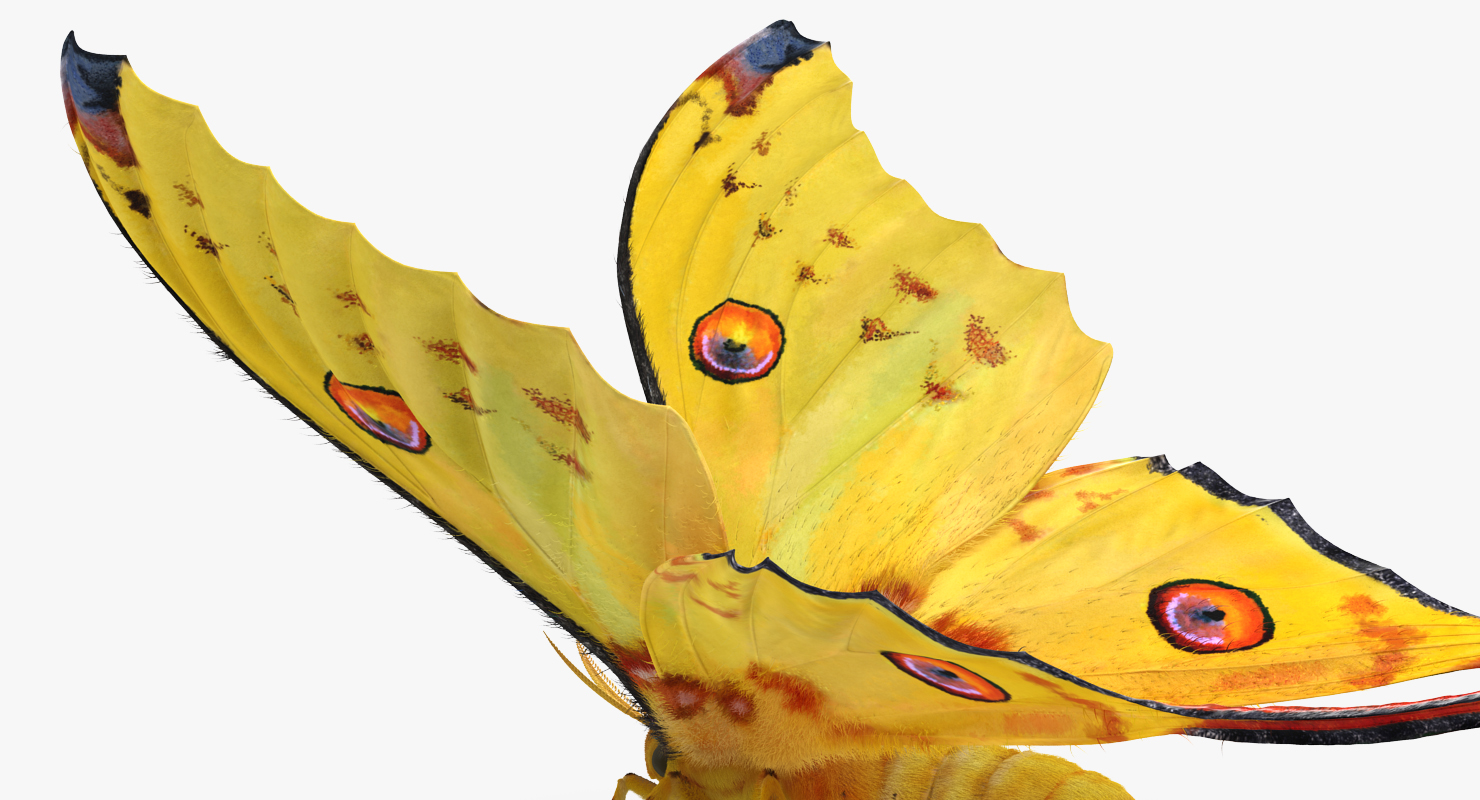Madagascan Moon Moth with Fur 3D model