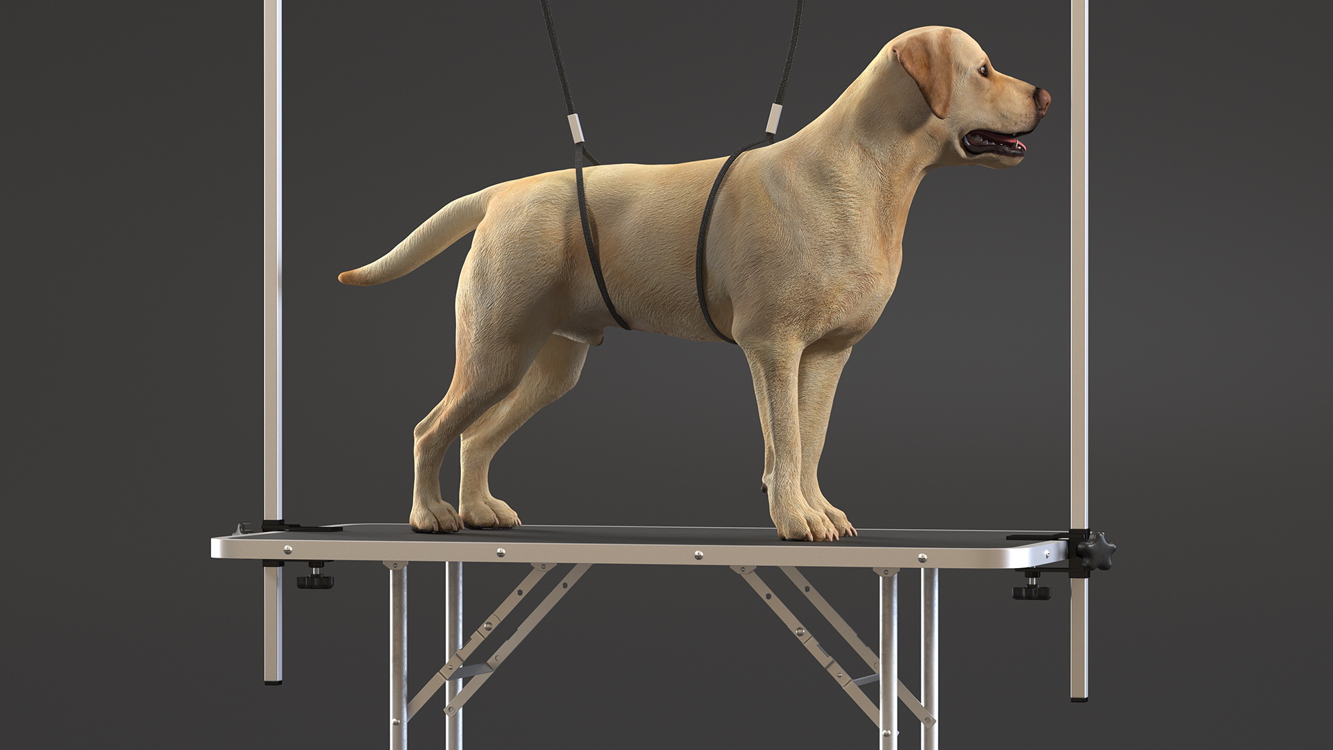 3D Grooming Table with Dog model