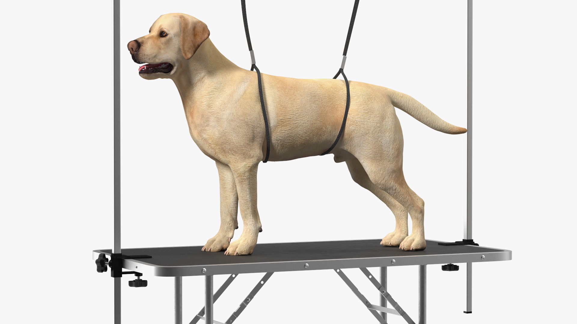 3D Grooming Table with Dog model