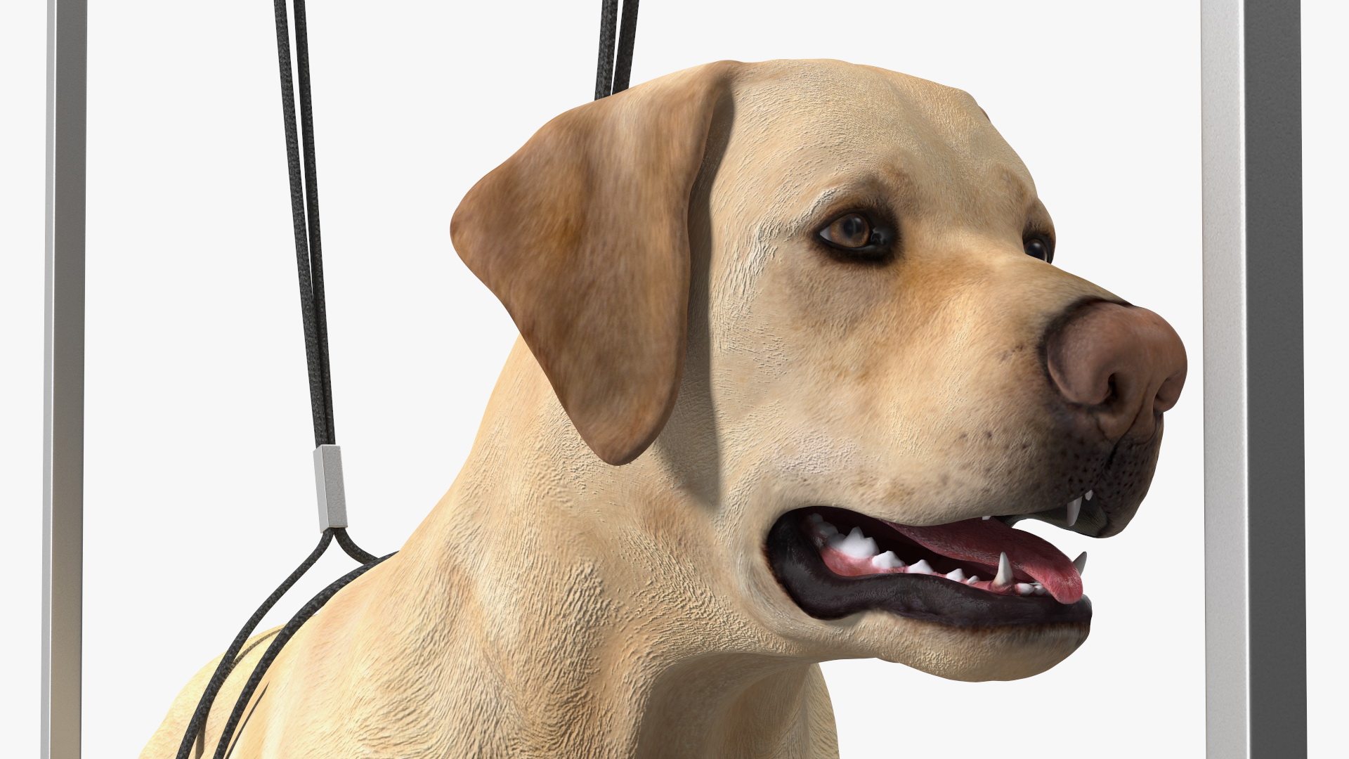 3D Grooming Table with Dog model