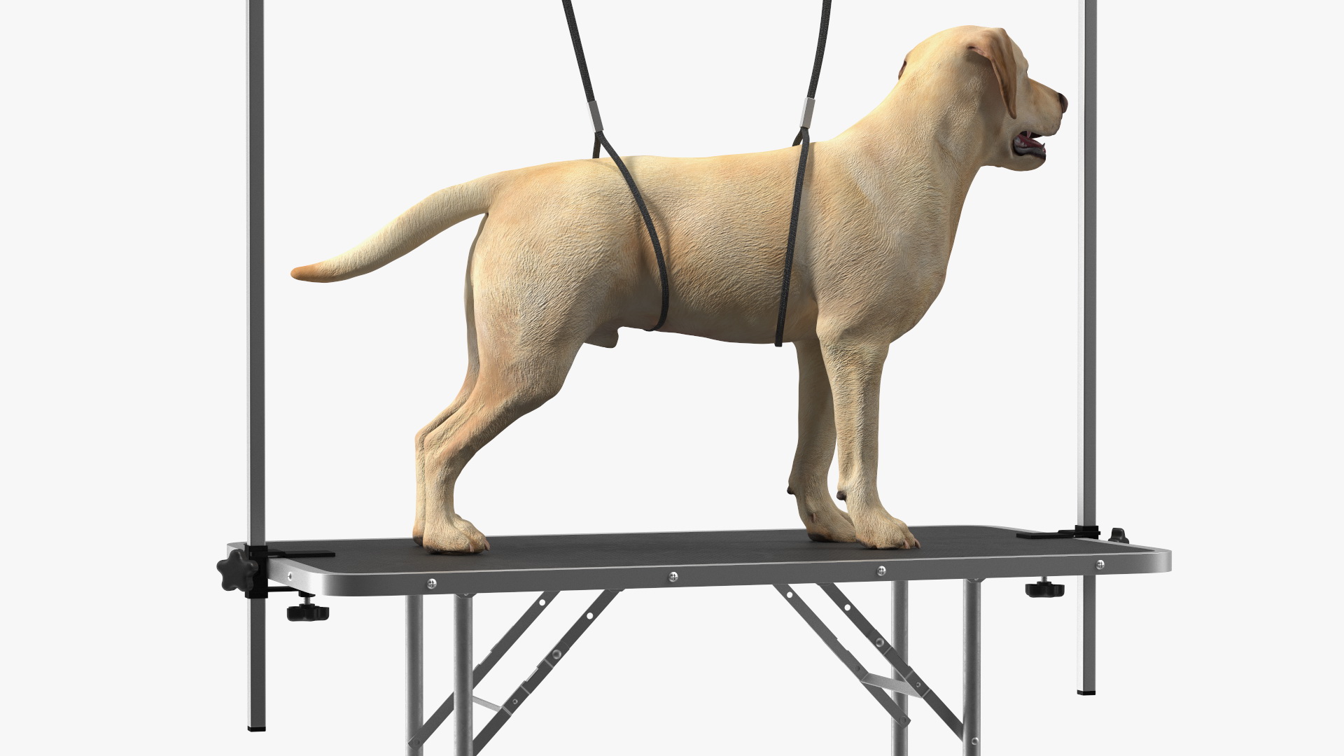 3D Grooming Table with Dog model
