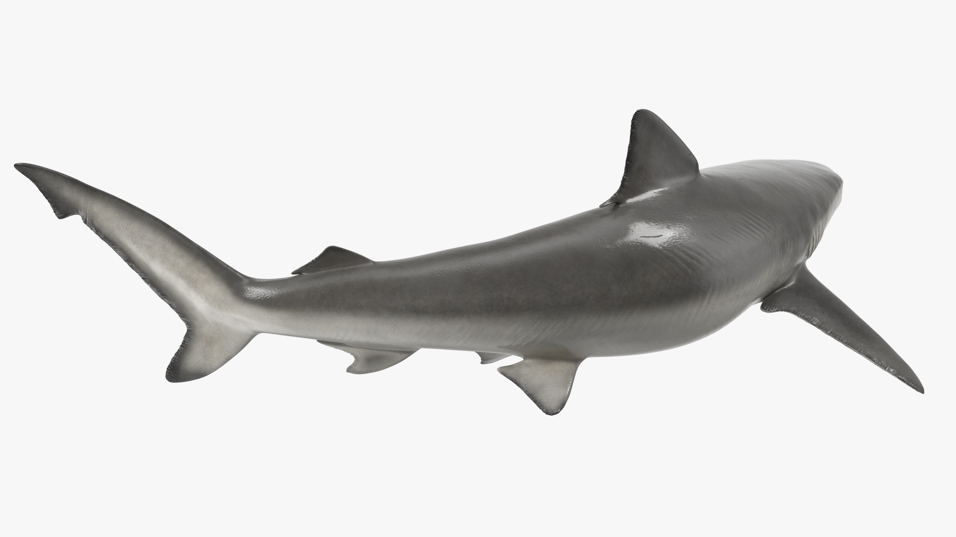 Smalltail Shark or Carcharhinus Porosus 3D model