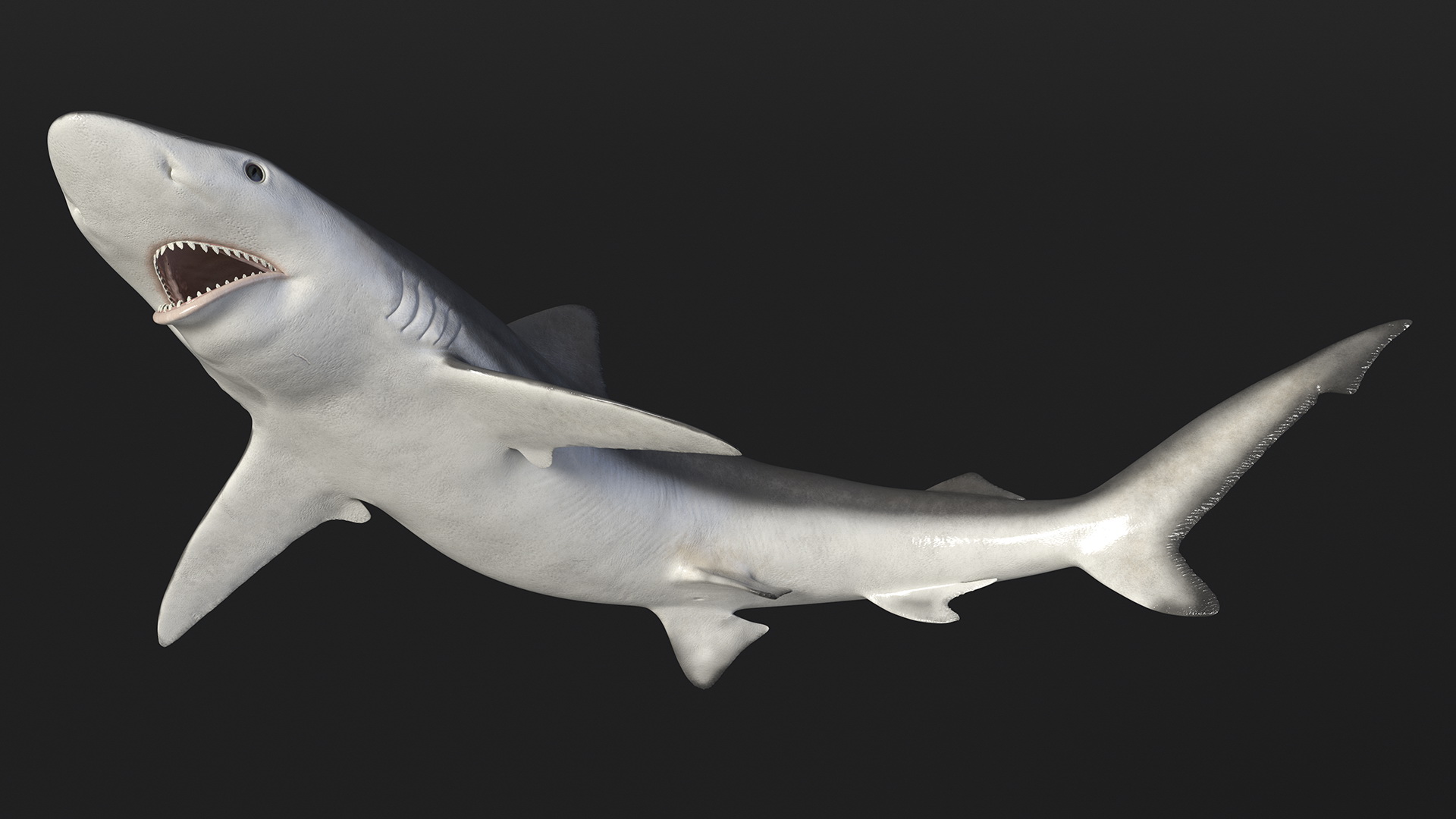 Smalltail Shark or Carcharhinus Porosus 3D model