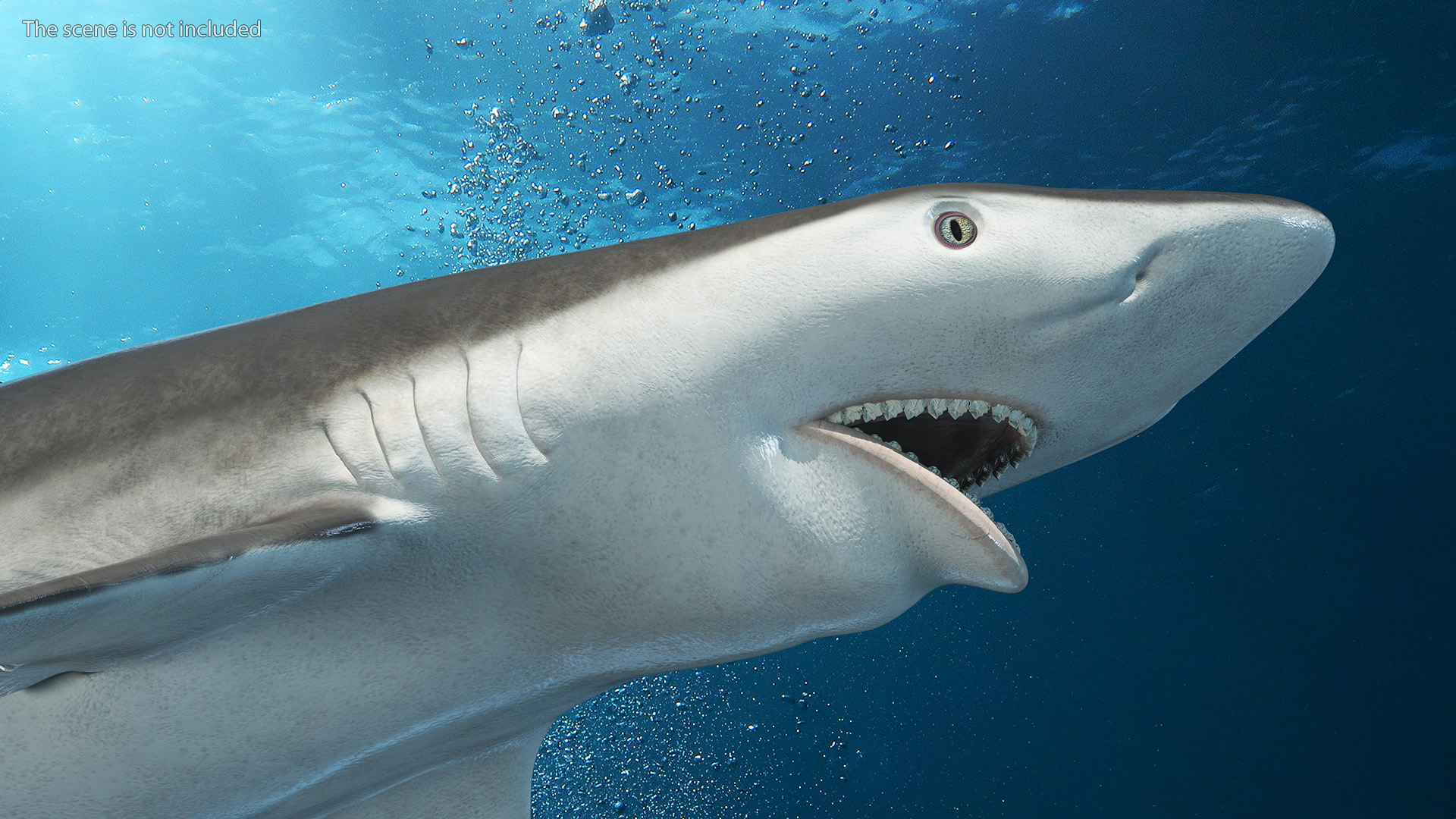 Smalltail Shark or Carcharhinus Porosus 3D model