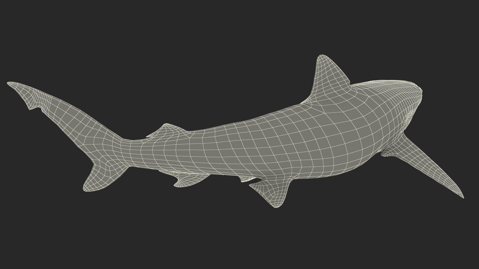 Smalltail Shark or Carcharhinus Porosus 3D model
