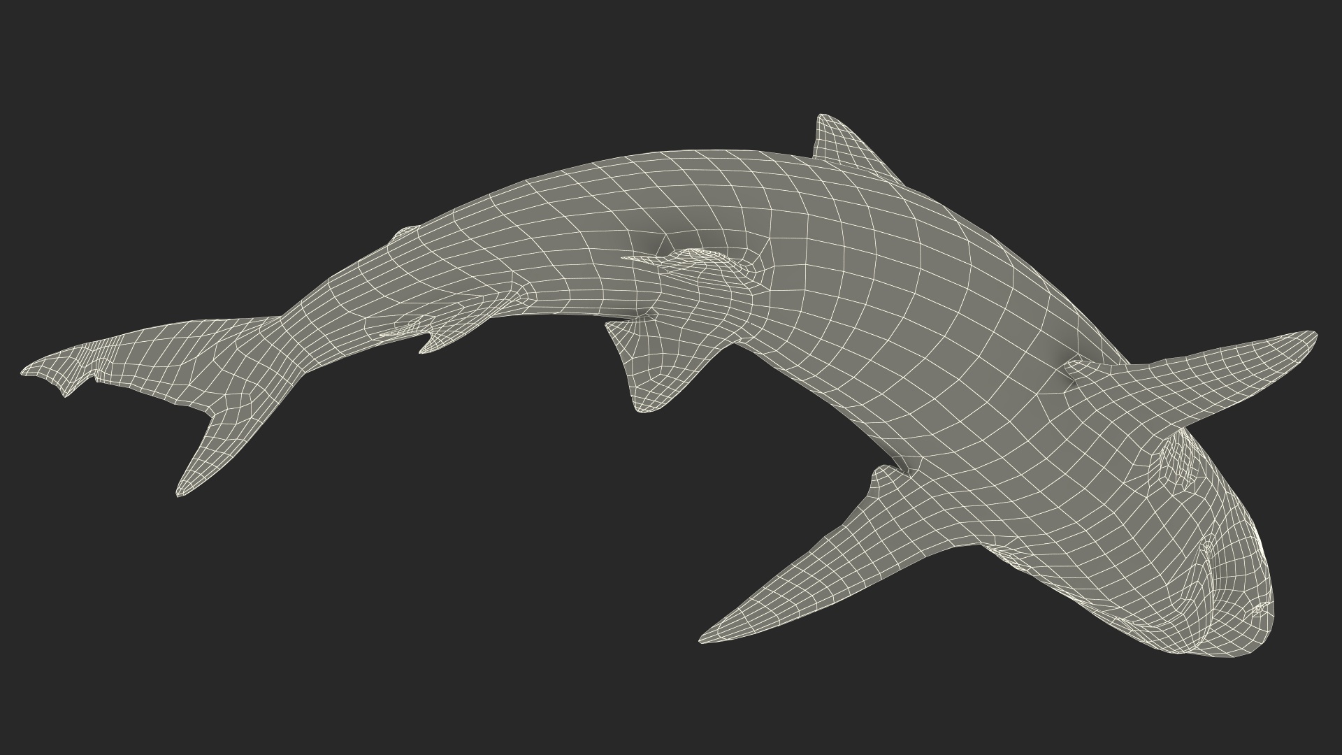 Smalltail Shark or Carcharhinus Porosus 3D model