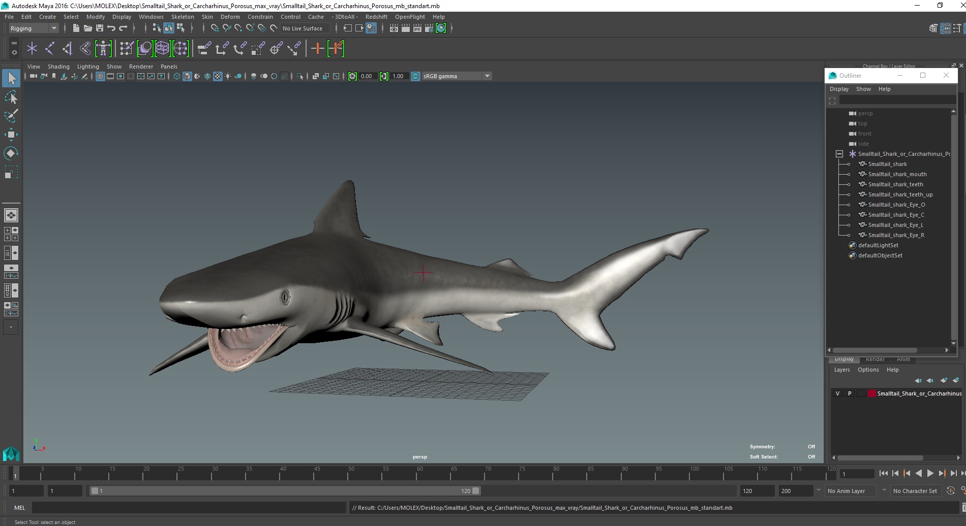 Smalltail Shark or Carcharhinus Porosus 3D model