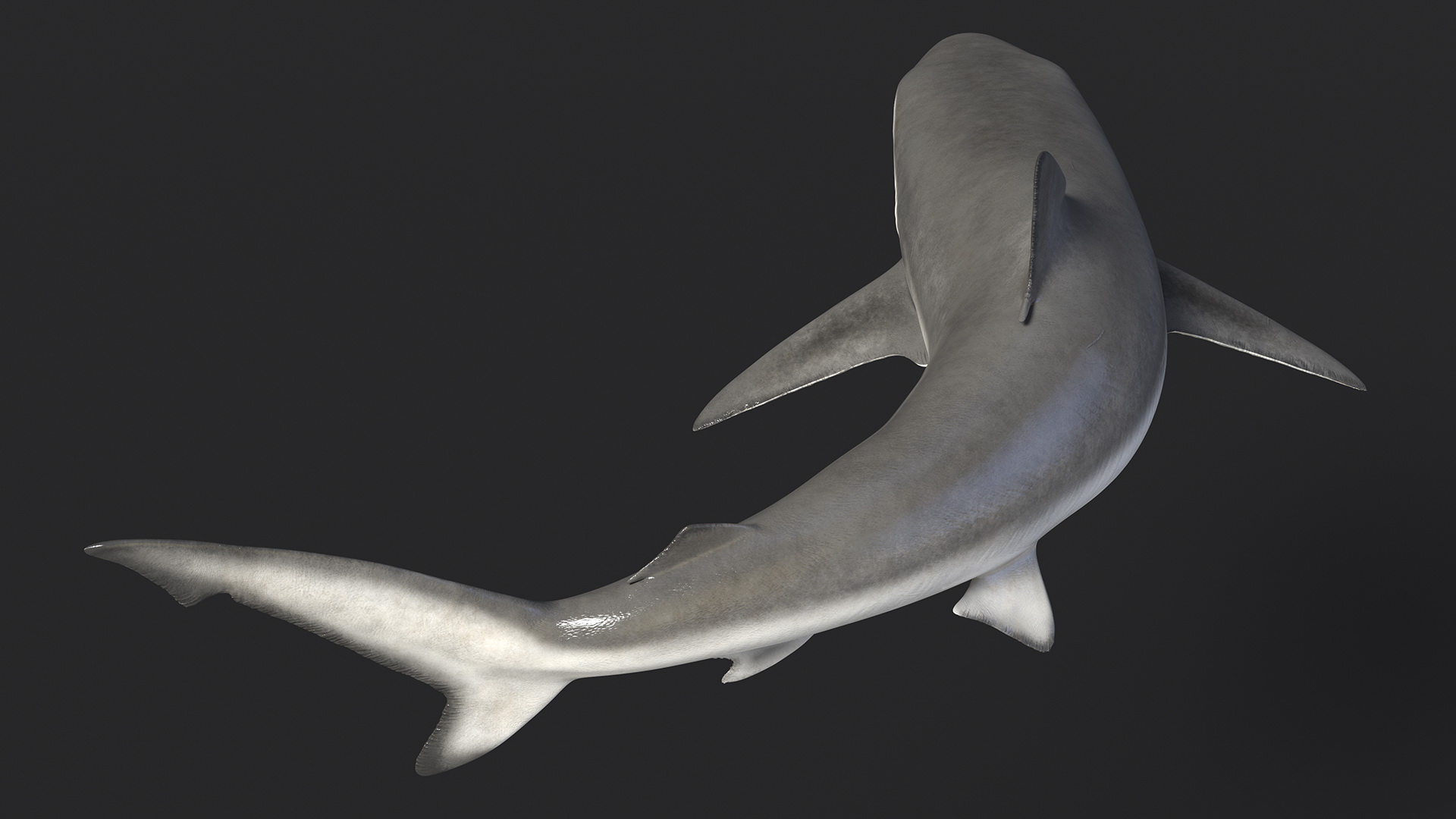 Smalltail Shark or Carcharhinus Porosus 3D model