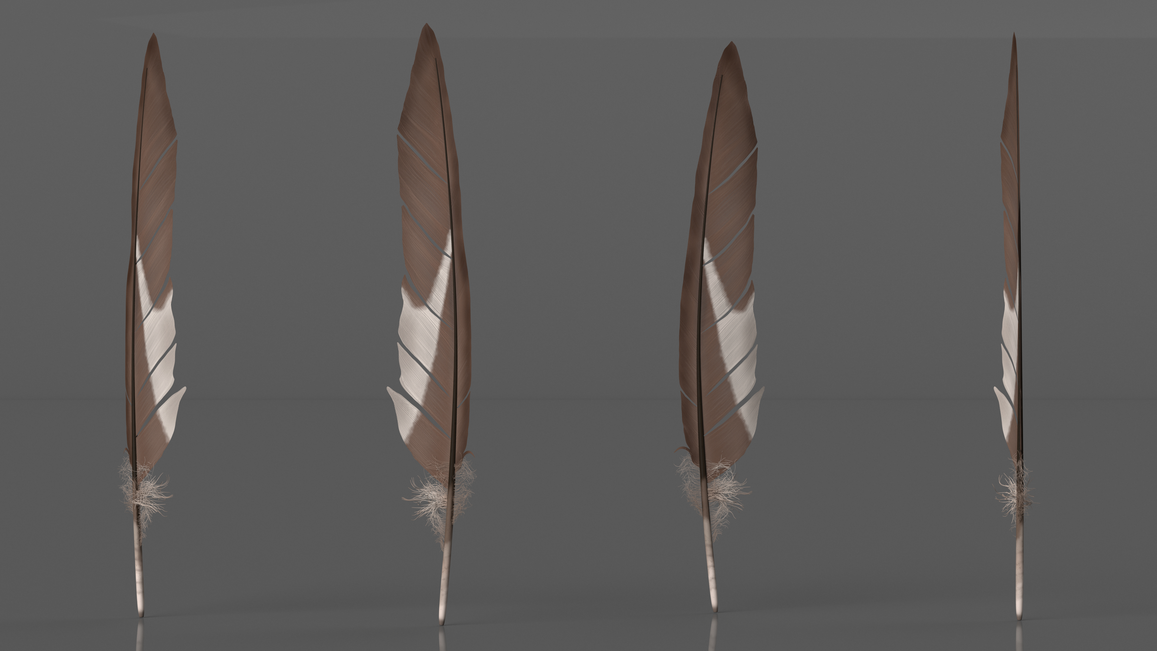 Gull Feather 3D