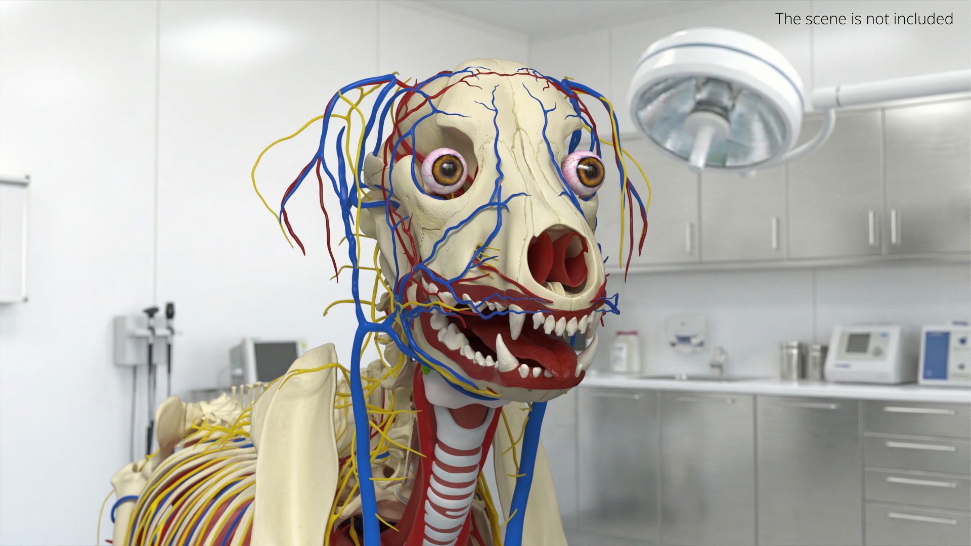 Dog Skeleton with Internal Organs Anatomy - view 4