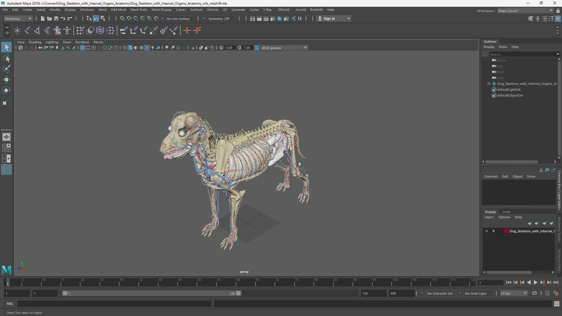 Dog Skeleton with Internal Organs Anatomy - view 11