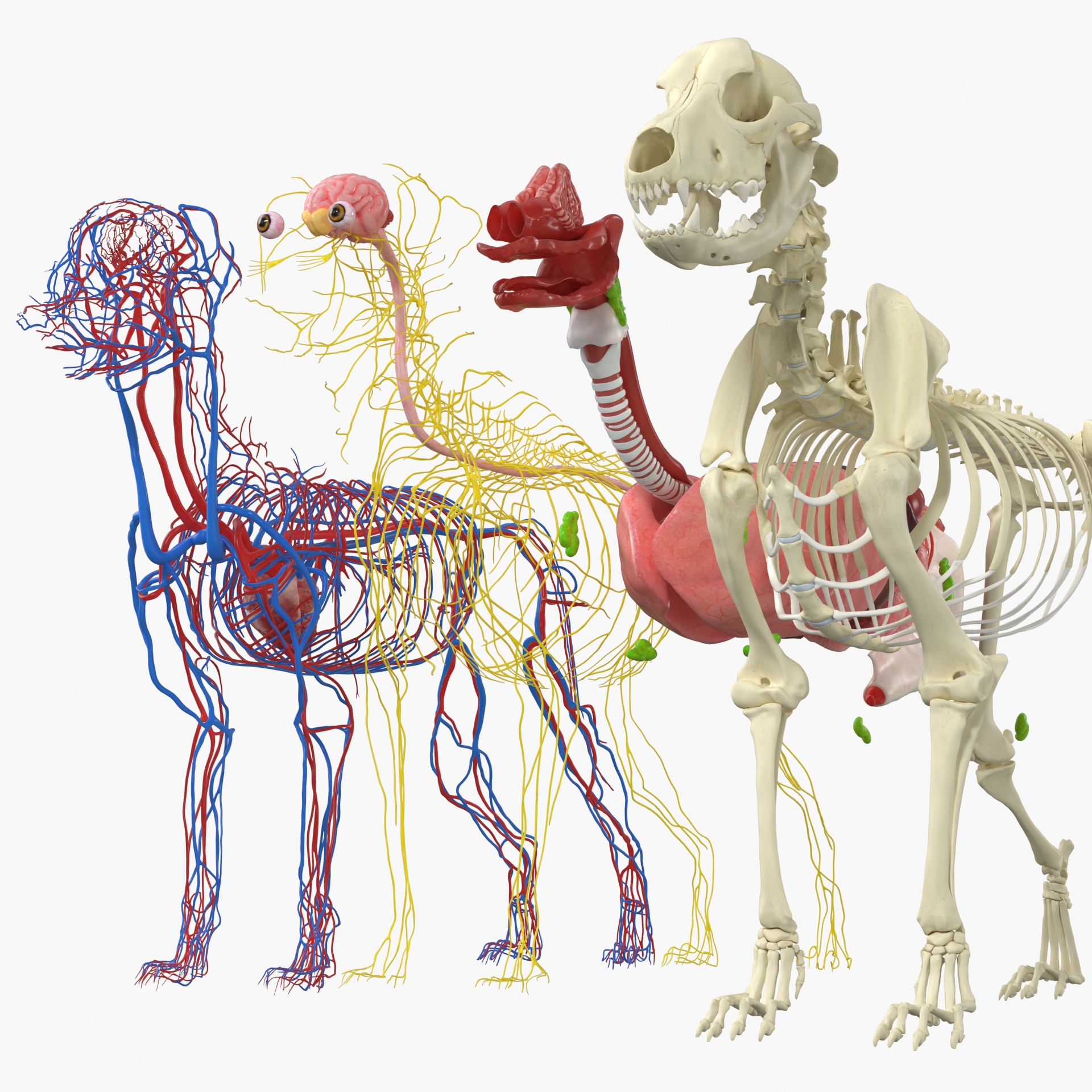 Dog Skeleton with Internal Organs Anatomy 3D model preview