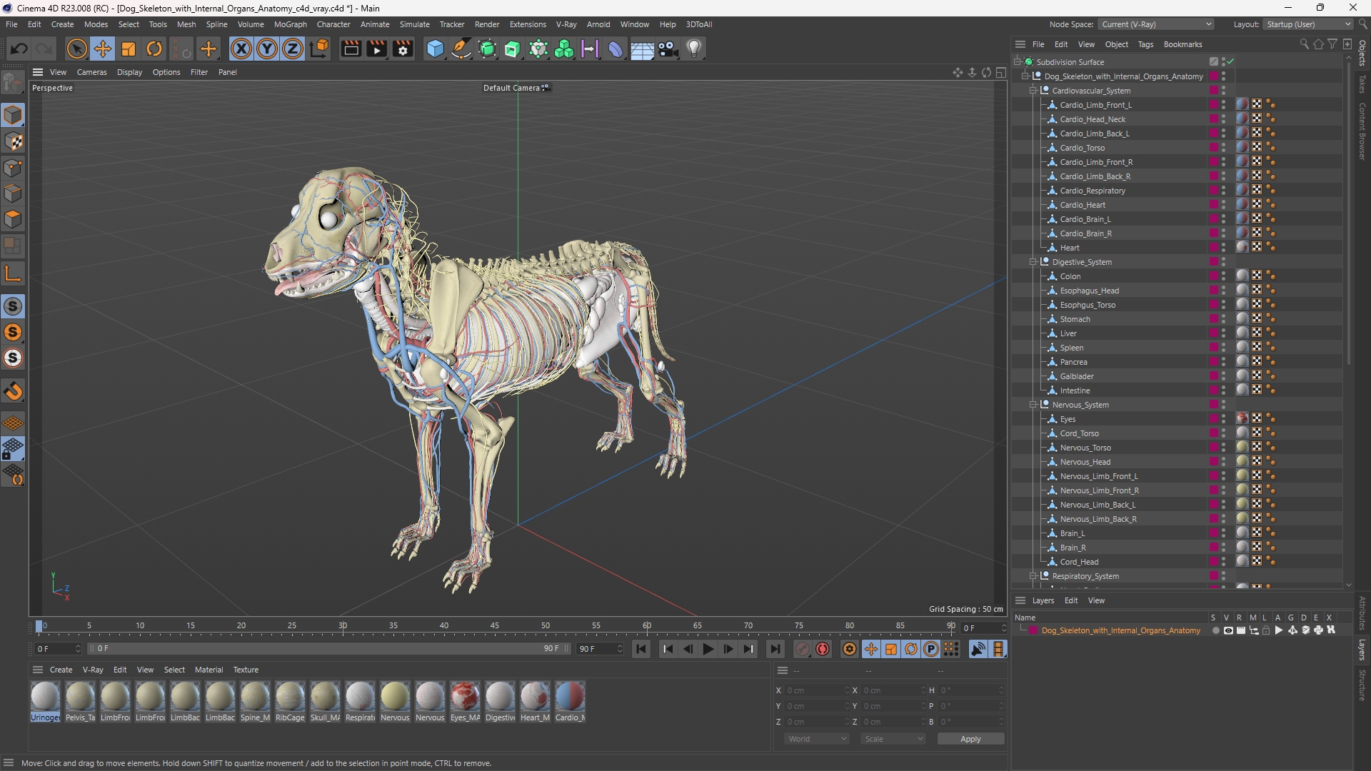 Dog Skeleton with Internal Organs Anatomy - view 12