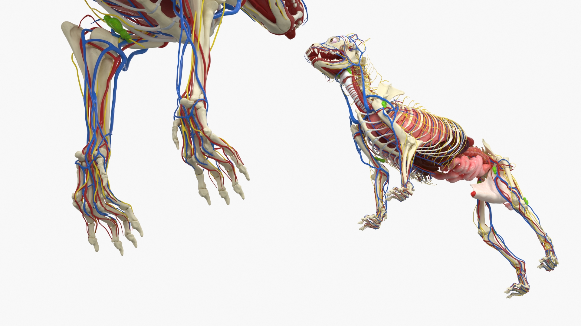 Dog Skeleton with Internal Organs Anatomy - view 9