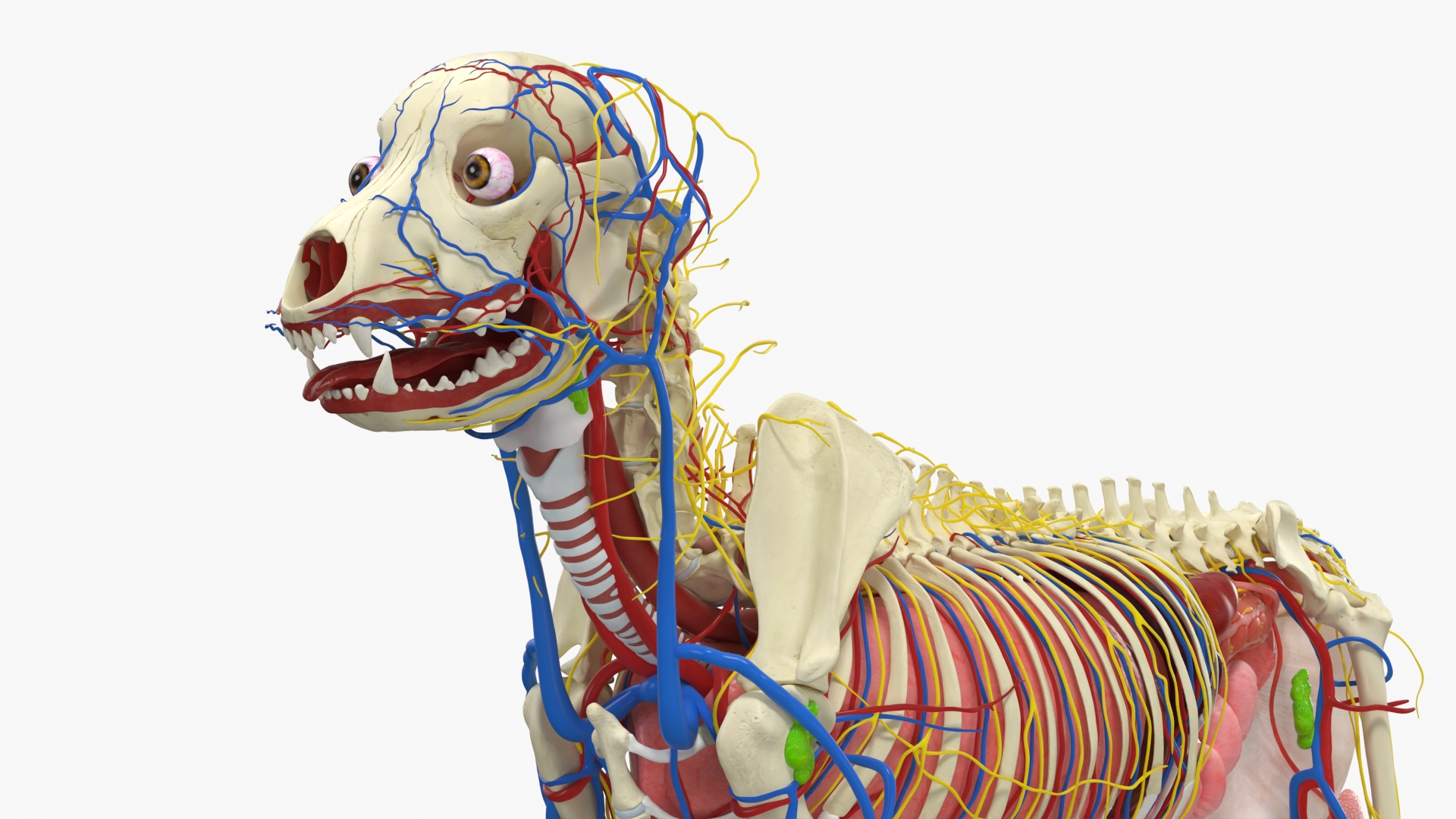 Dog Skeleton with Internal Organs Anatomy - view 6