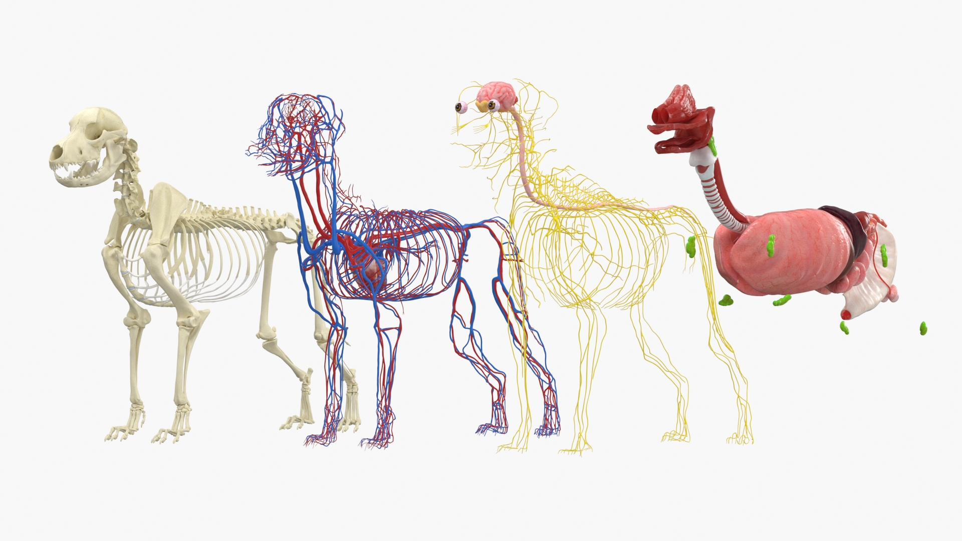 Dog Skeleton with Internal Organs Anatomy - view 2